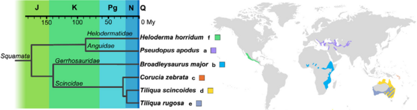 Diagram showing the evolutionary relationships and geographic distributions of six lizard species included in the study. Colored regions on a world map indicate where each species is found, spanning North America, Europe, Africa, and Australia.