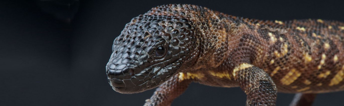 Close-up photograph of a Mexican beaded lizard showing its dark, bead-like scales and textured protective skin. The image illustrates one of the species studied to understand how lizards build protective mineralized tissues.