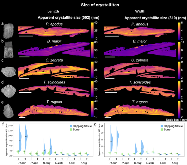 Maps and distributions of hydroxyapatite crystallite sizes within the mineralized capping tissues of five lizard species. The figure reveals substantial differences in crystal size and organization between species, including one species with exceptionally large crystals and others with smaller, more uniformly distributed crystals. Comparison plots show that capping tissues contain larger crystallites than the underlying bone.