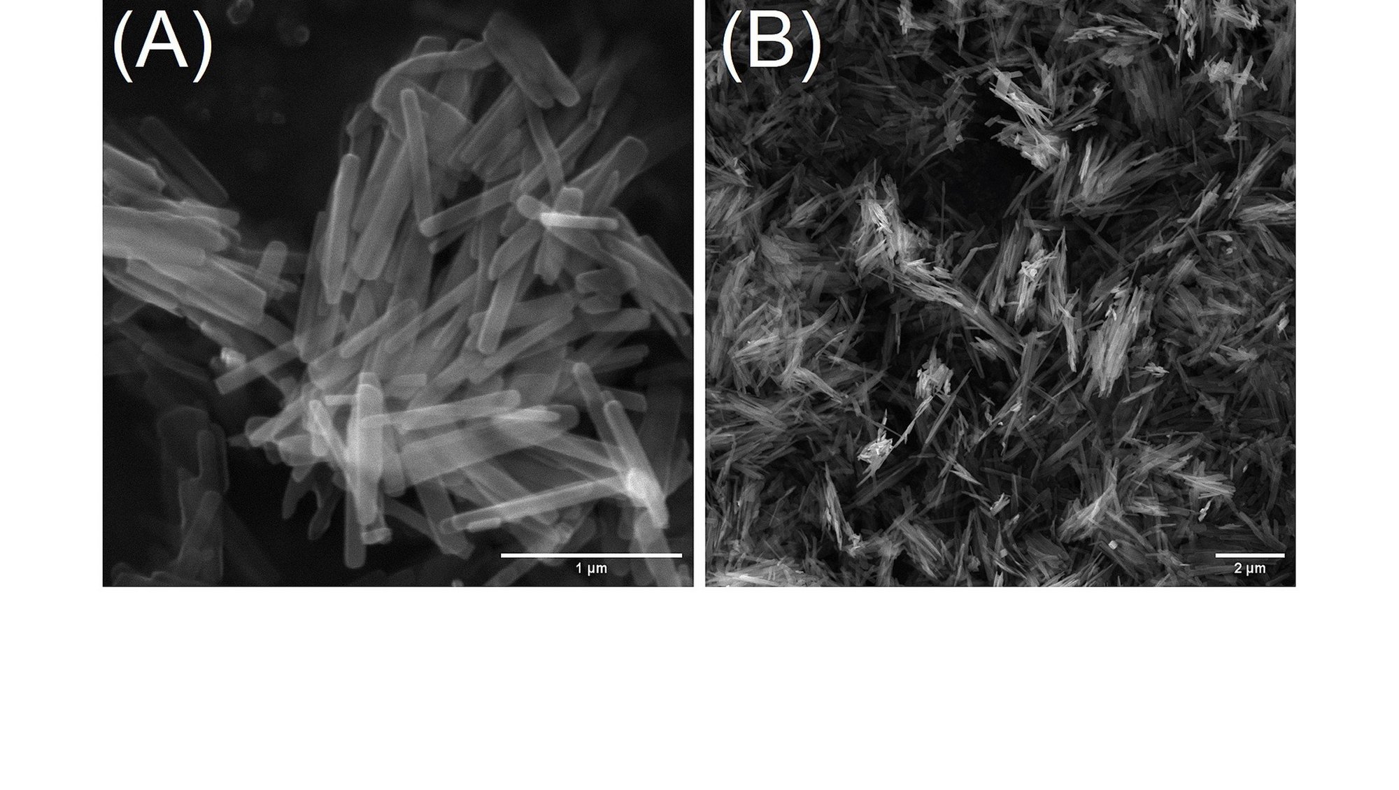 Scanning electron microscope (SEM) image of VO2