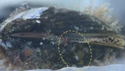 Advanced biomaterials and biologically inspired designs for healthcare innovations, developed through interdisciplinary materials research at iMAT in Denmark.